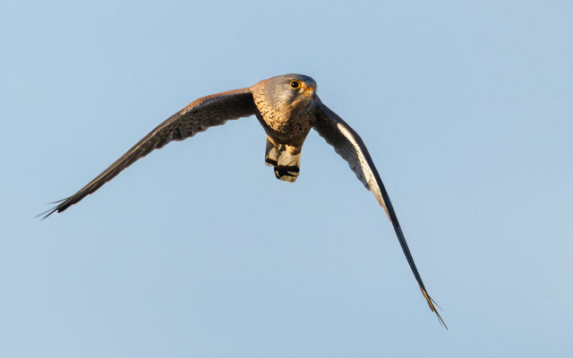 Turmfalke - Kestrel - #5654