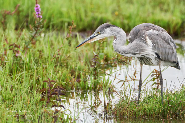 Graureiher - Grey Heron - #3904