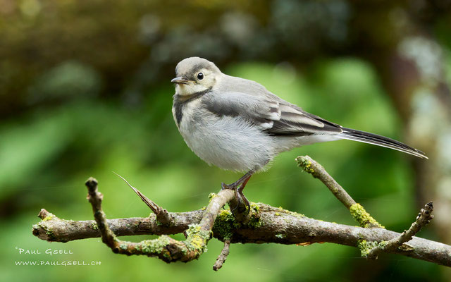 Junge Bachstelze - Young White Wagtail - #3260