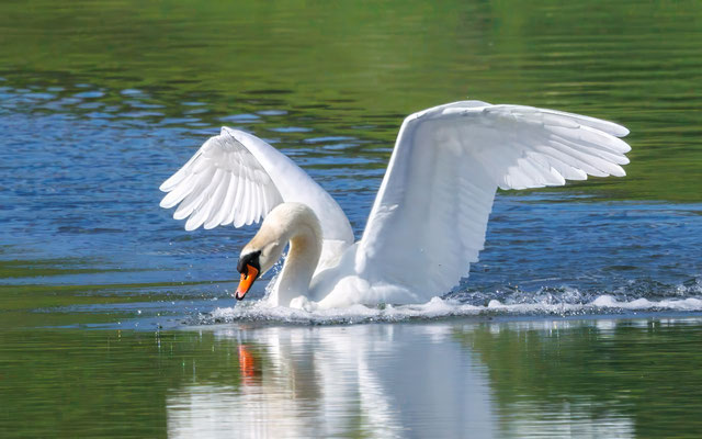 Höckerschwan - Mute Swan - #2031