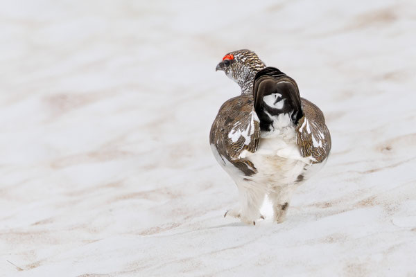 Alpenschneehuhn (male) - Rock Ptarmigan - #8788