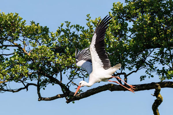 Weißstorch - White Stork - #5023