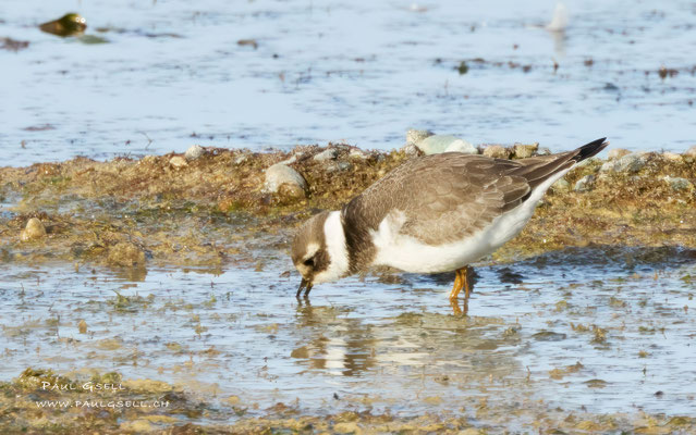 Sandregenpfeifer - Common Ringed Plover - #3747