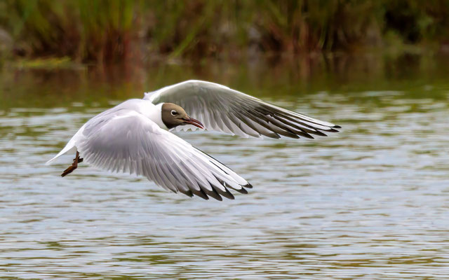 Lachmöwe - Black-headed Gull - #8099