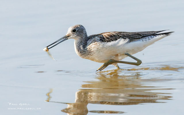 Grünschenkel - Greenshank - #9715