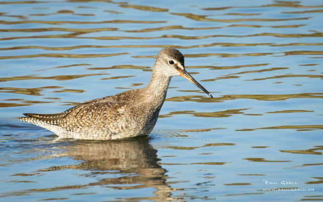 Dunkler Wasserläufer - Spotted Redshank - #0462