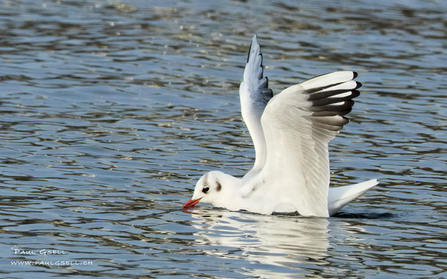 Lachmöwe - Black-headed Gull - #3804