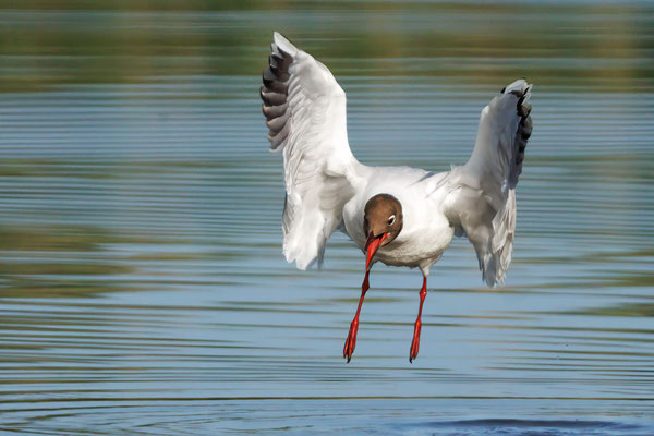 Lachmöwe - Black-headed Gull - #9409