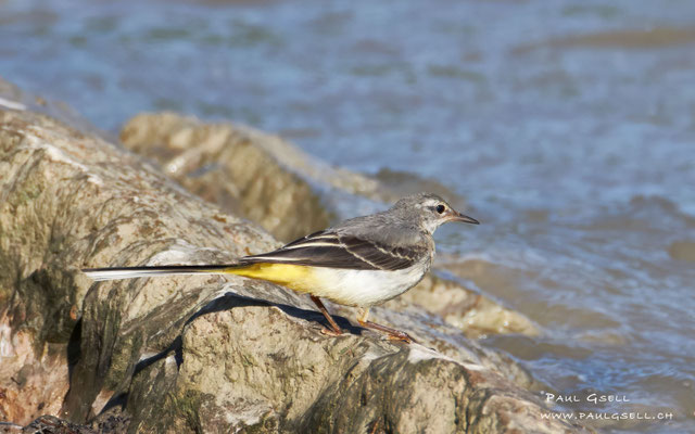 Gebirgsstelze - Grey Wagtail - #3619