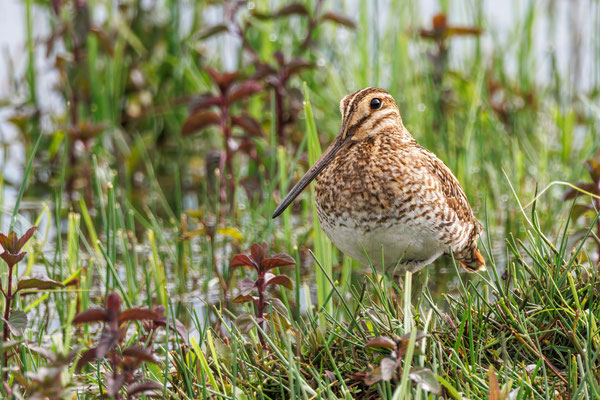 Bekassine - Common Snipe - #0388