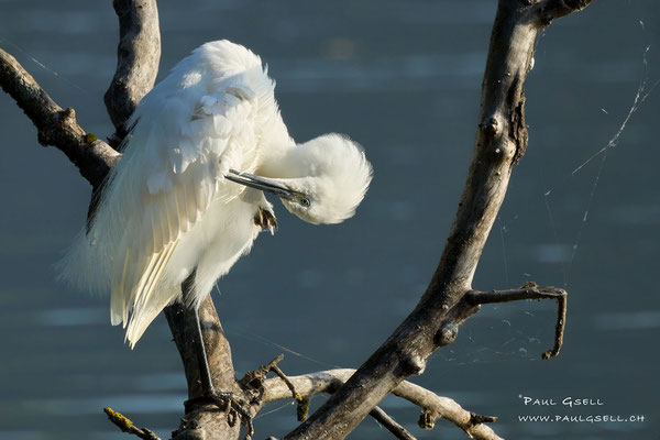 Seidenreiher - Little Egret  #6594