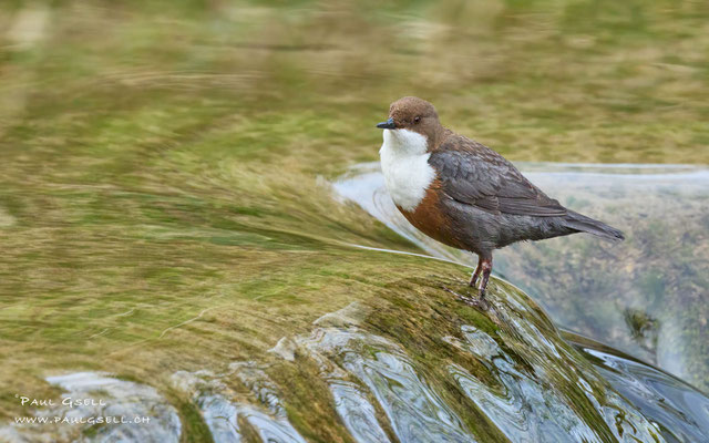 Wasseramsel - White Throated Dipper - #8885