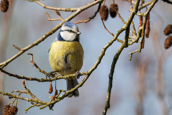 Blaumeise - Blue Tit - #8465