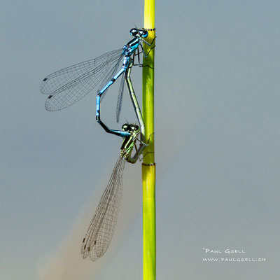 Hufeisen-Azurjungfer - Azure Bluet - #4628