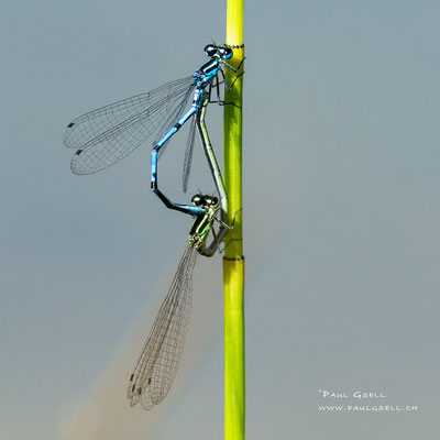 Hufeisen-Azurjungfer - Azure Bluet - #4628