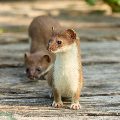 Hermeline - Mustela erminea - #3115