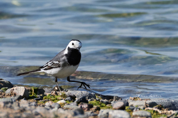 Bachstelze - White Wagtail - #6567