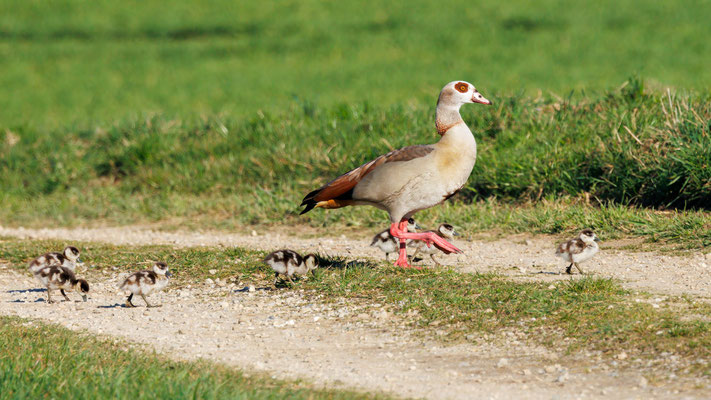 Nilgans mit 8 Küken - Egyptian Goose with 8 Goslings - #6442