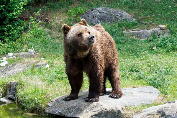 Europäischer Braunbär - European Brown Bear - #3963