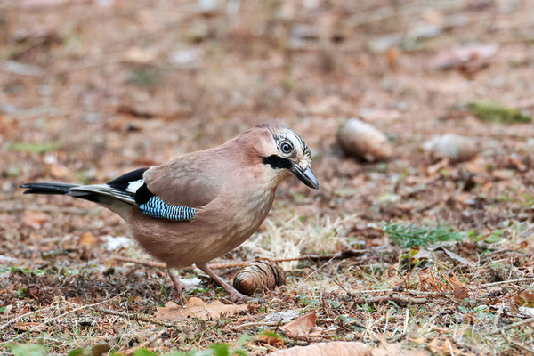 Eichelhäher - Eurasian Jay - #0750