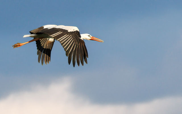 Weißstorch - White Stork - #7866