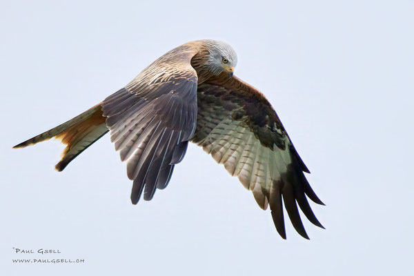 Rotmilan - Red Kite - #7769