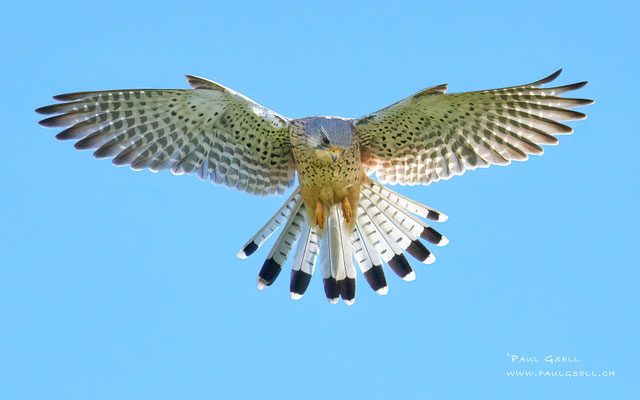 Turmfalke - Kestrel - #8200