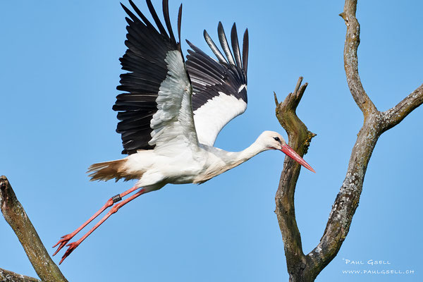 Weissstorch - White Stork - #6657