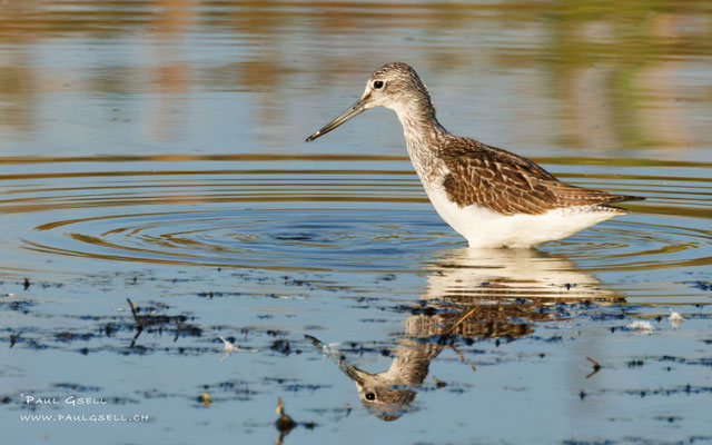 Grünschenkel - Greenshank - #8273