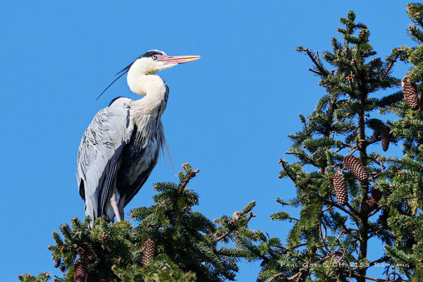 Graureiher im Horst auf einer Fichte - Grey heron on a spruce - #1532