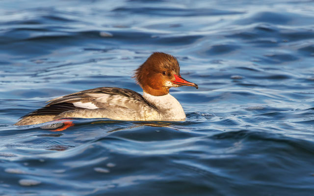 Gänsesäger Weibchen -  Common Merganser Female - #2554