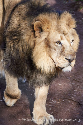 Löwenmännchen (Panthera leo) im Zoo Zürich - #5731