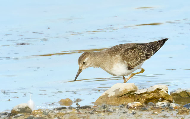 Temminckstrandläufer - Temminck's Stint - #0268