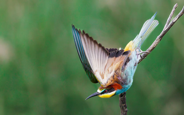 Bienenfresser - Bee-eater - #7942