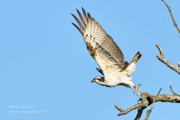 Fischadler - Osprey - #2495