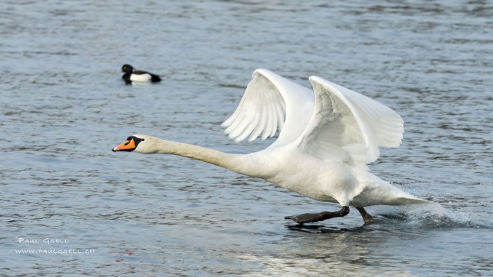 Höckerschwan - Mute Swan - #3893