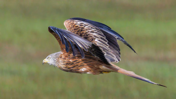 Rotmilan - Red Kite - #1556