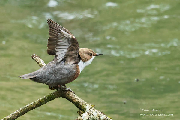 Wasseramsel - White Throated Dipper - #1021