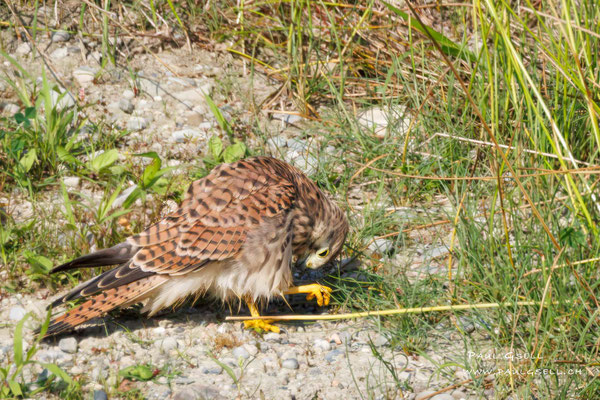 Turmfalke - Common Kestrel - #9442