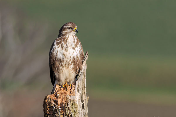 Mäusebussard - Buzzard - #3518