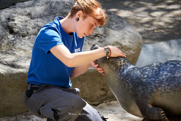 Seehund im Zoo Zürich, Jungtier mit Tierpflegerin im Rahmen eines medizinischen Seehundetrainings