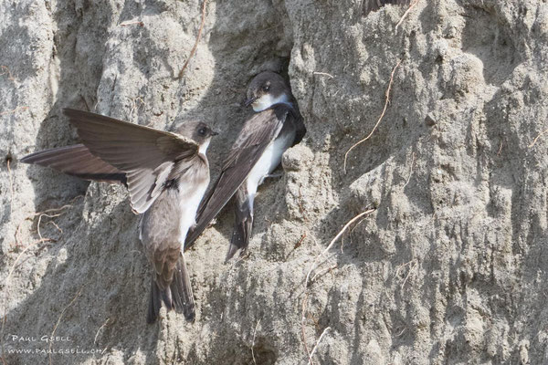 Uferschwalben - Sand Martins - #5661