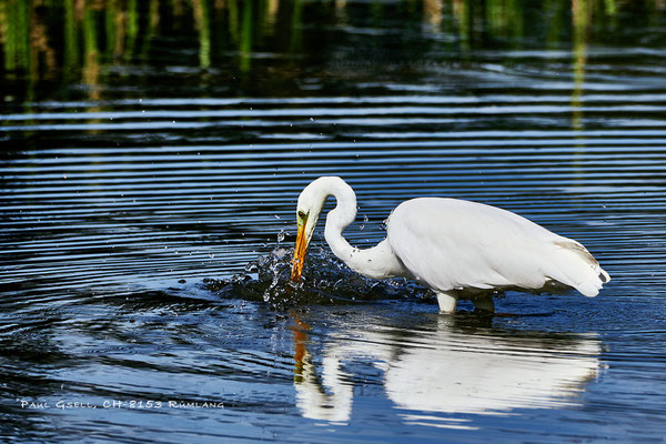 Silberreiher (Area alba) beim Fischen - #1858