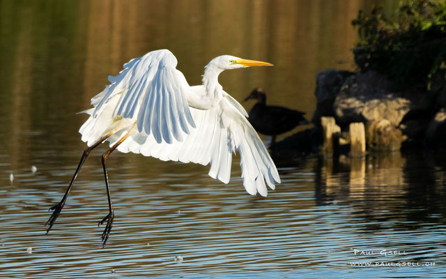 Silberreiher - Great White Egret - #5720
