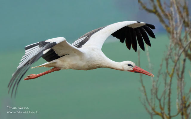 Weißstorch - White Stork - #6781