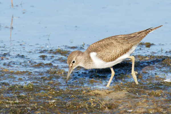 Flussuferläufer - Common Sandpiper - #7626
