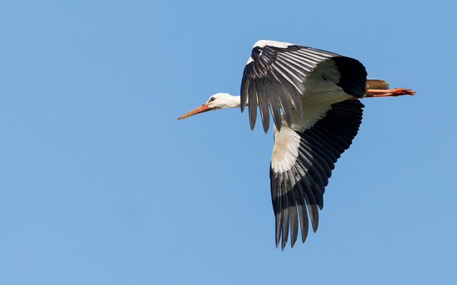 Weißstorch - White Stork - #9914