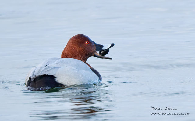 Tafelente Männchen - Common Pochard Male - #3151
