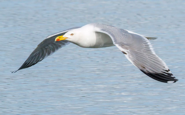 Mittelmeermöwe - Yellow-legged Gull - #1891