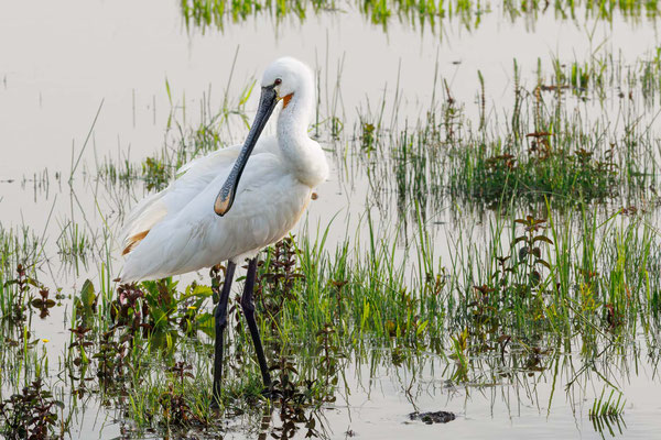 Löffler - Eurasian Spoonbill - #7038